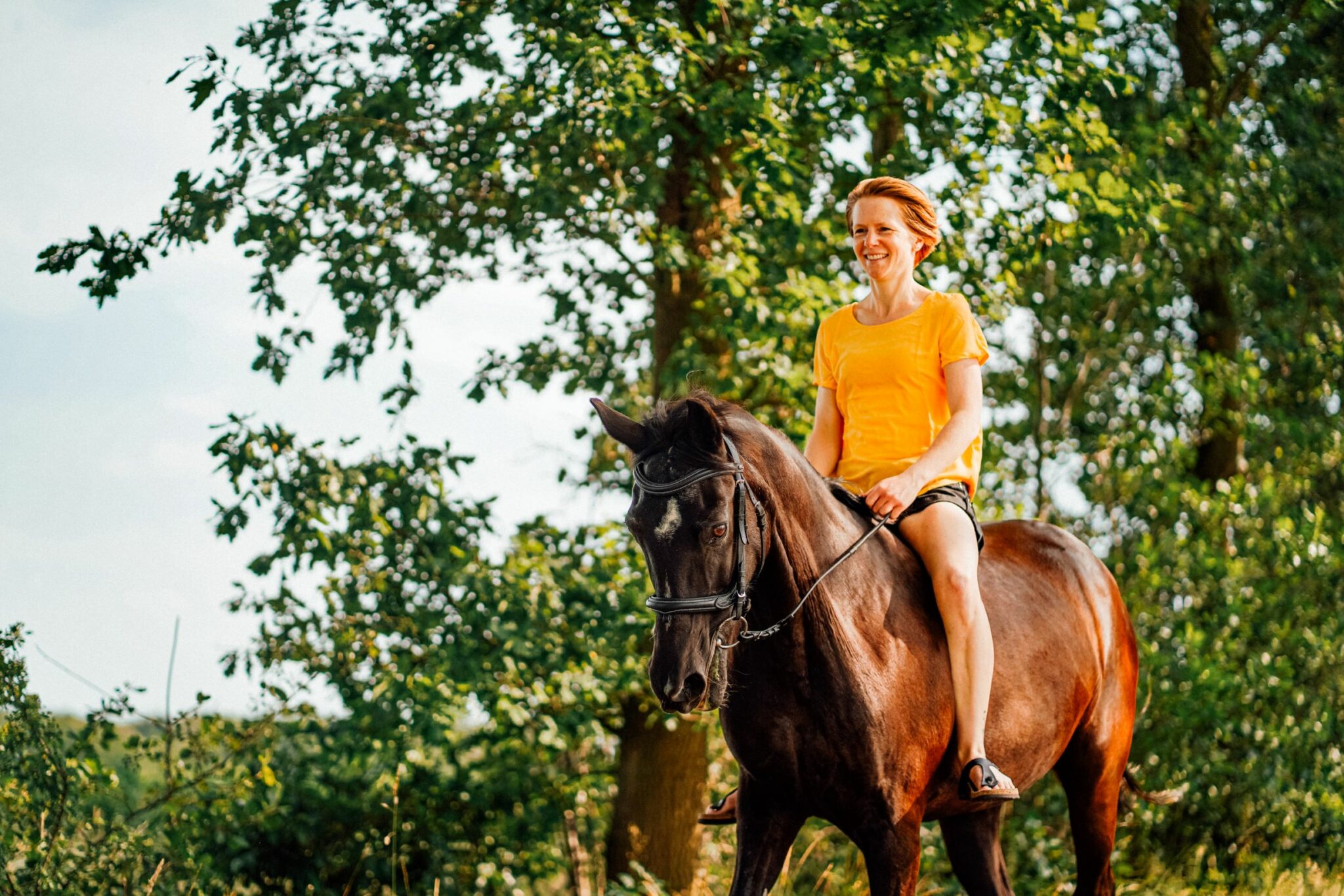 Paard