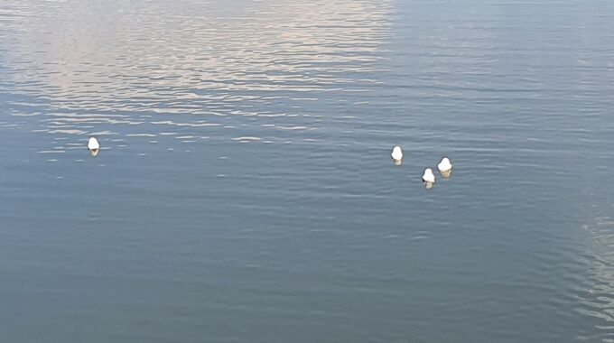 Witte objecten in de IJssel