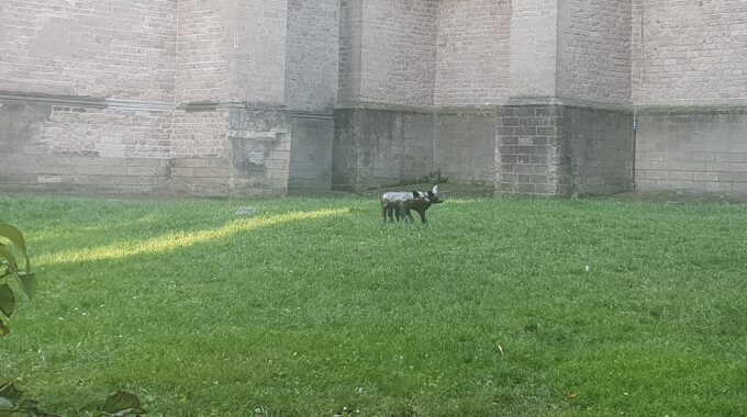 honden bergkerk