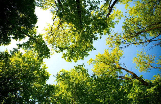 Bomen Deventer