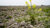 Droogte Deventer