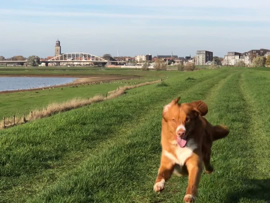 Trouwe viervoeters: 15 x deze honden spot je op straat in Deventer