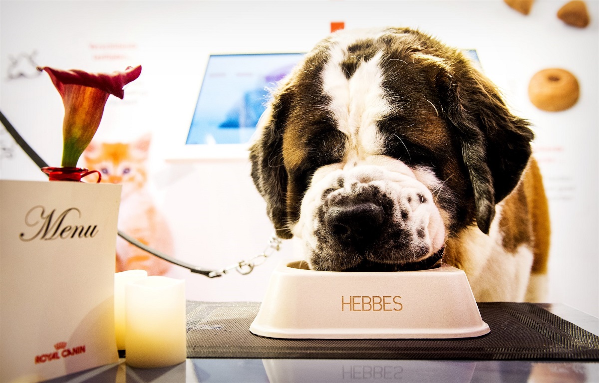 Hond