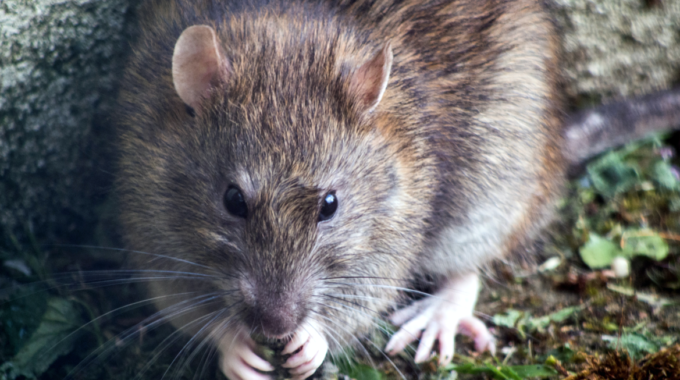 Ratten in huis