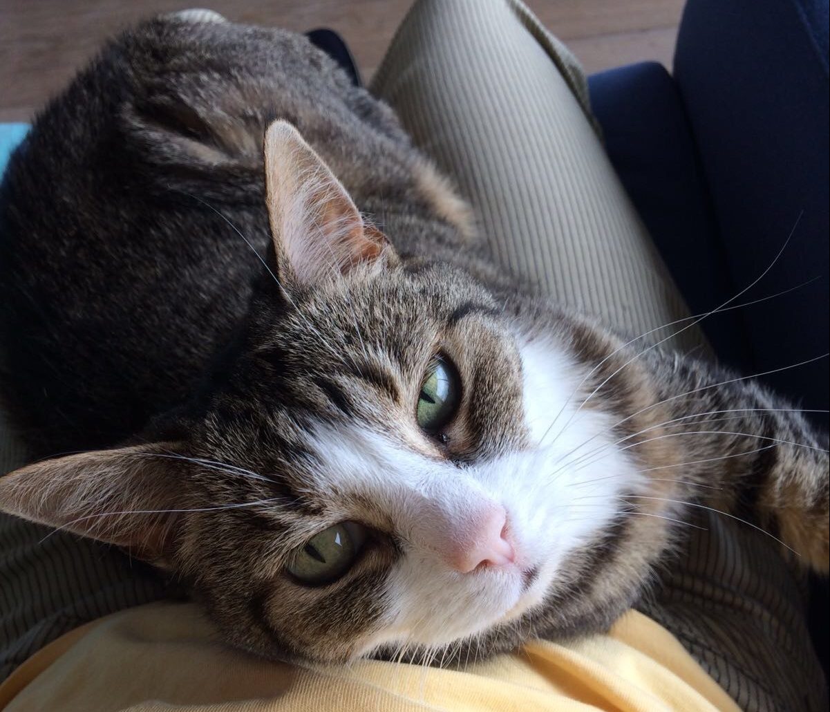 katten in Dordrecht