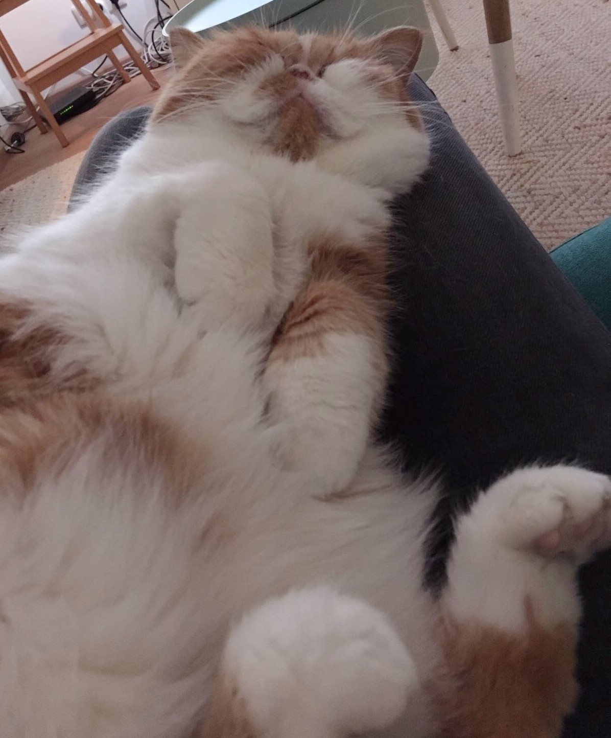 Kattencafé