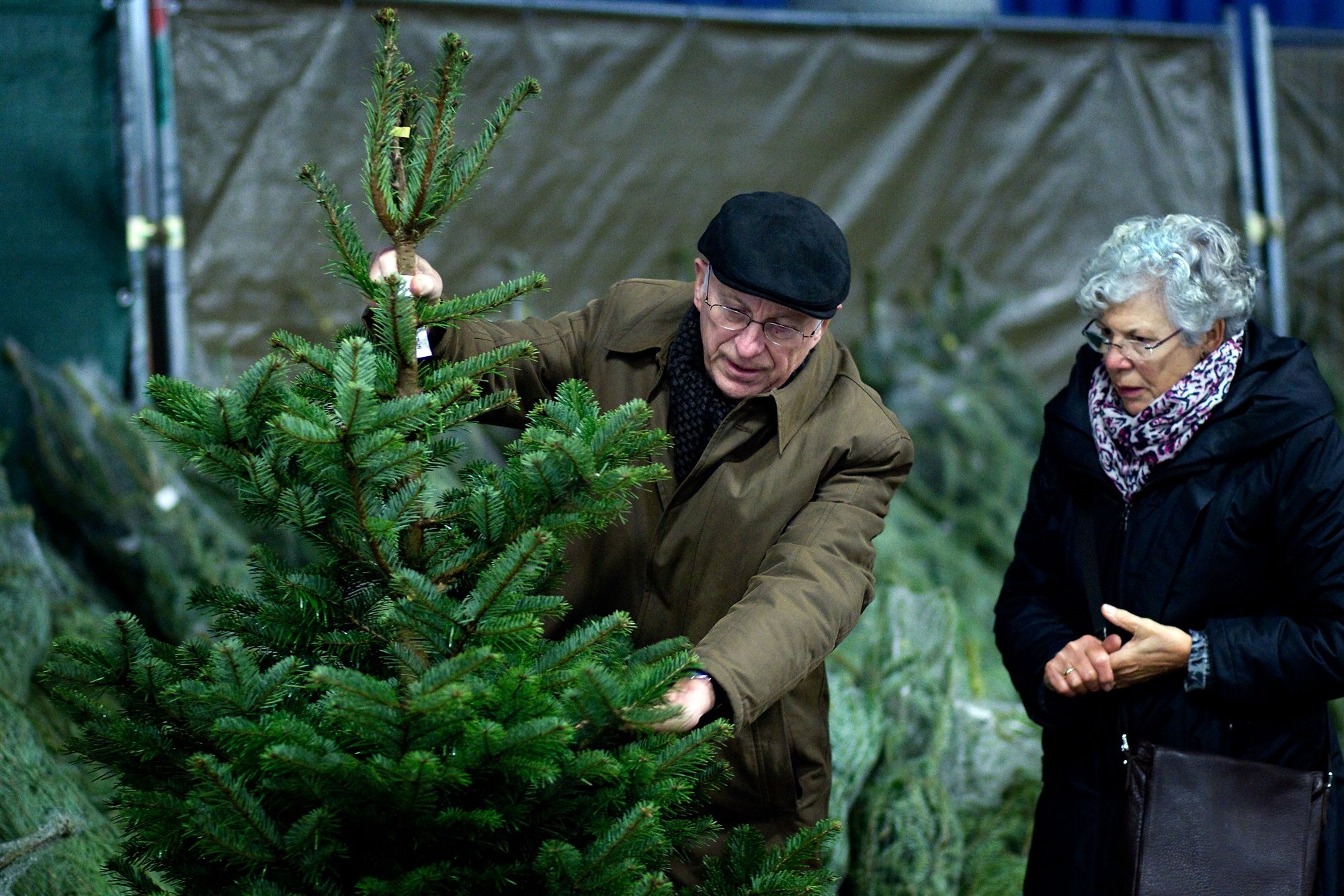 Een kerstboom kopen in Dordrecht op deze plekken kun je terecht [2023