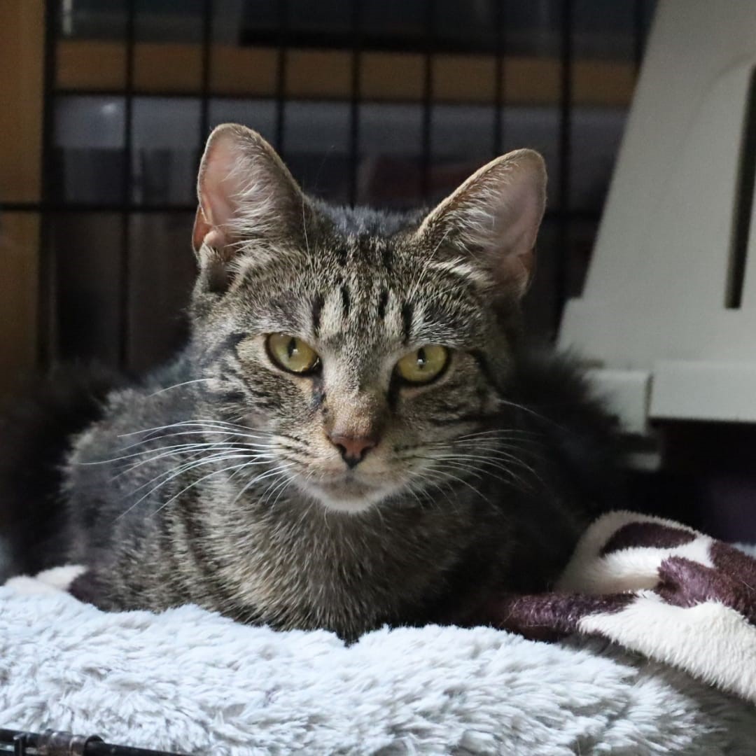 Baasje gezocht! Byronny is een lieve poes en zoekt een nieuw thuis
