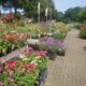 Tuincentrum De Driesprong