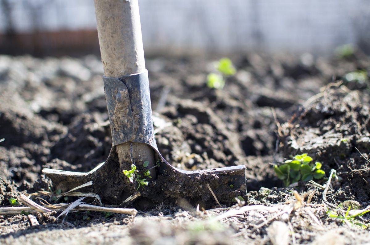MAG DAT je huisdier begraven in je eigen tuin? indebuurt Ede