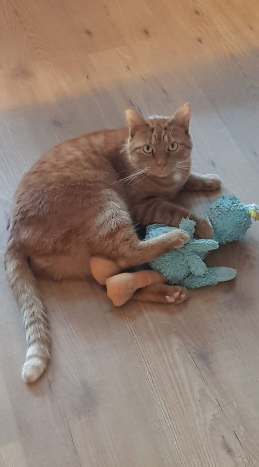 Het is vandaag Knuffeljekatdag en dit zijn jullie mooiste kattenknuffelfoto