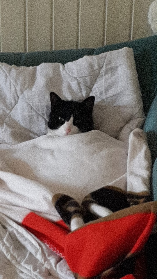 Het is vandaag Knuffeljekatdag en dit zijn jullie mooiste kattenknuffelfoto