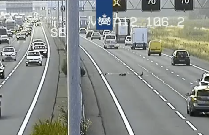 Moet Je Zien Deze Dappere Eendenfamilie Steekt Gerust De A12 Over Indebuurt Ede