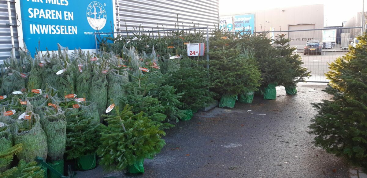 Een kertboom met kluit