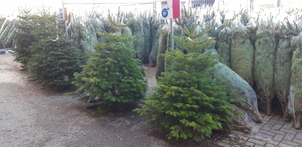 Kerstboom inspiratie; een Nordmann van Praxis