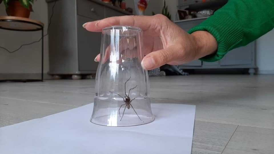 Spin