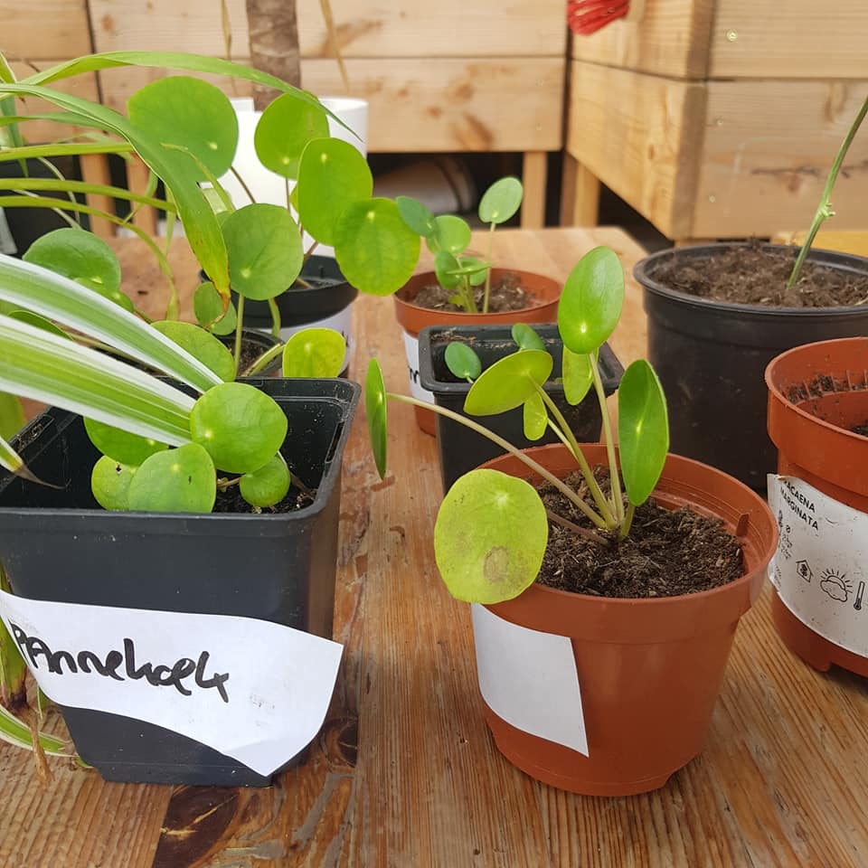 De vorige editie van de planten- en stekjesruil in Astrant