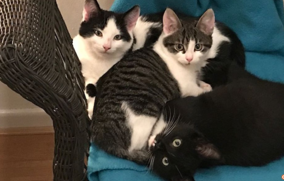 Katten asiel