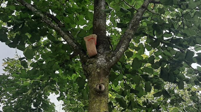 Jute zakjes bomen Oude Kerkplein