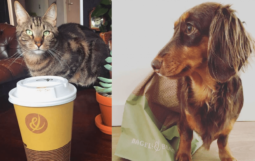 Bagels & Beans indebuurt Eindhoven