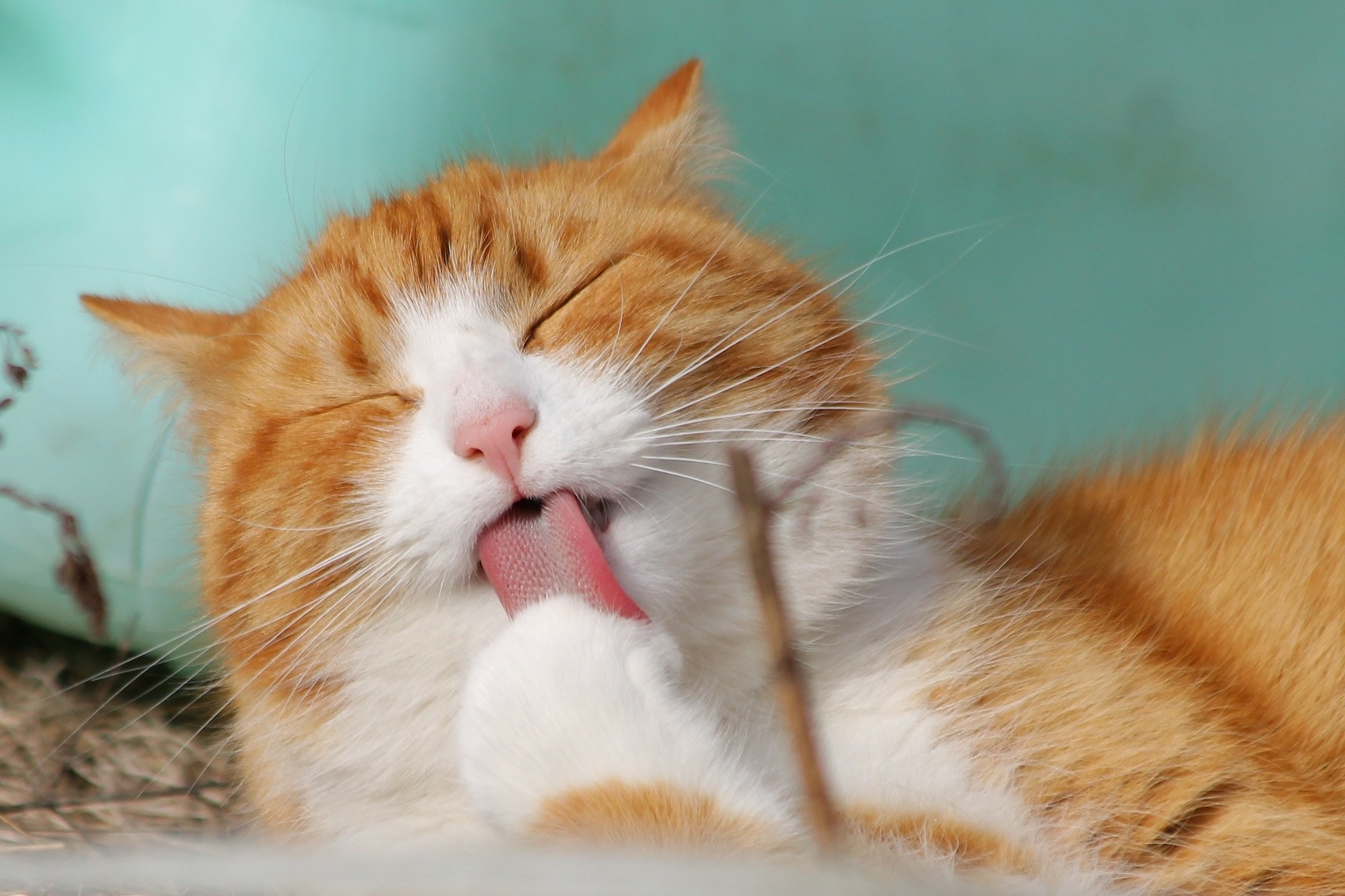 World Cat Day