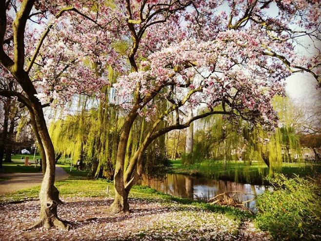 Lente