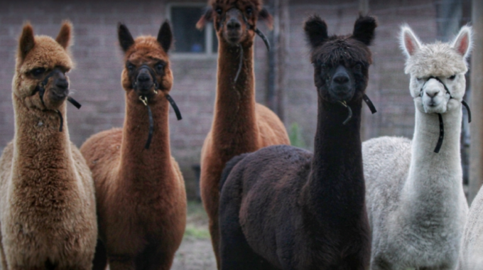 Alpacafarm Riethoven