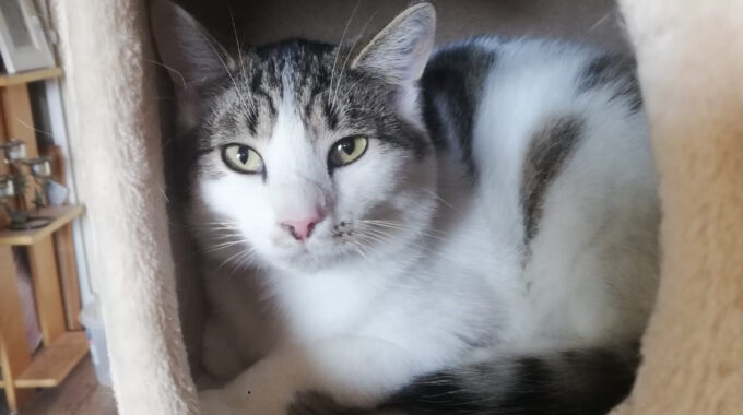 Dierenbescherming Eindhoven