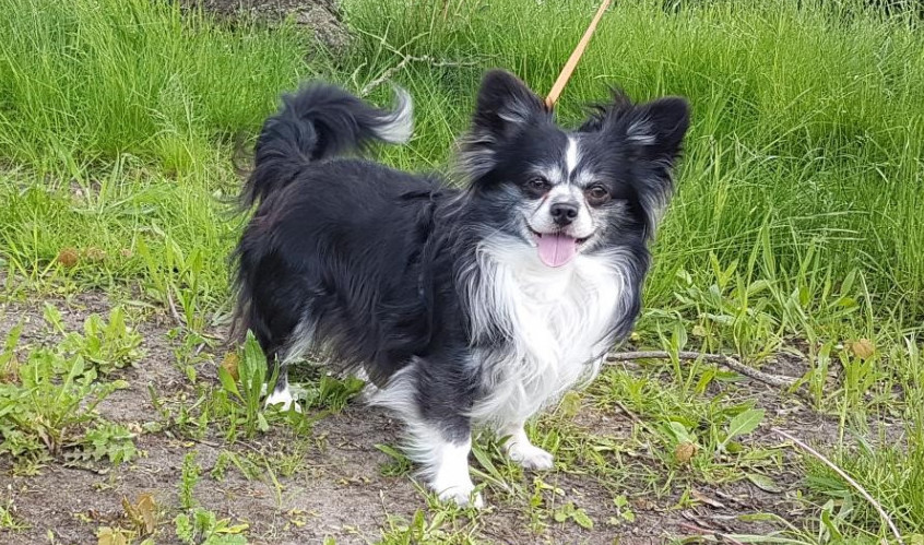 Dierenbescherming Eindhoven
