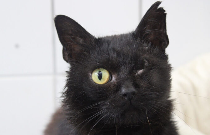 dierenasiel stevie
