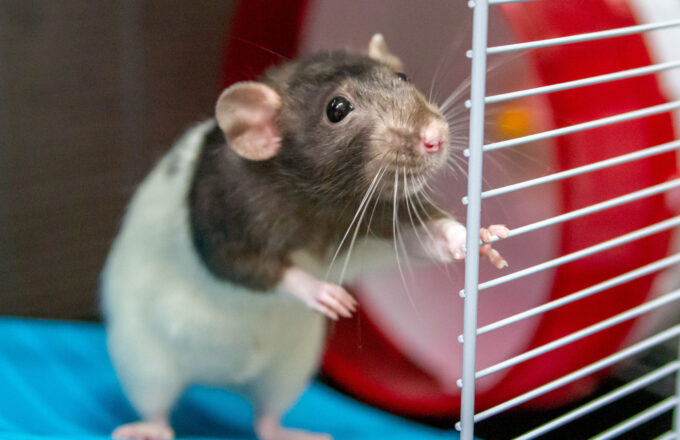 ratten