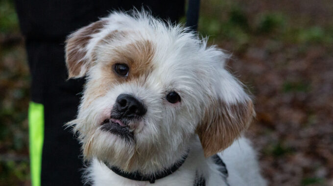 hond bobbie