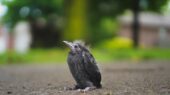 jonge vogel eindhoven