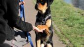 hond asiel eindhoven
