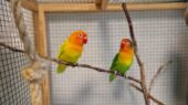parkiet adopteren