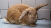 konijn adopteren eindhoven