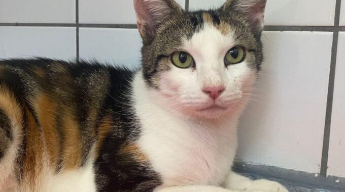 Asiel Eindhoven kat Cilly