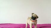 Huisdieren instagram