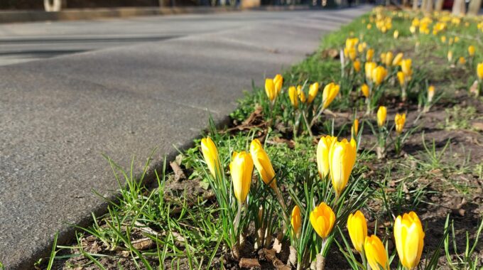 Krokussen Strijp-S lente weer Eindhoven