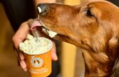 Dierendag Bagels & Beans gratis koffie