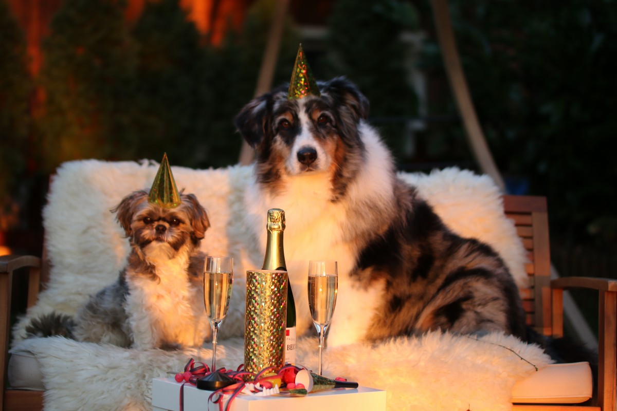 Hond en kat vuurwerk oud en nieuw jaarwisseling
