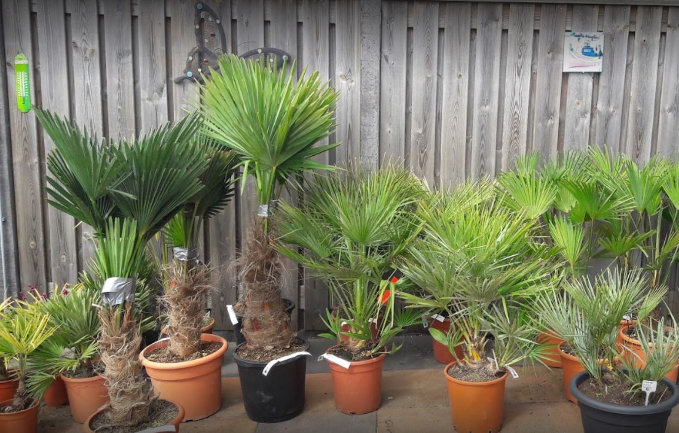 Tropic Garden indebuurt Enschede