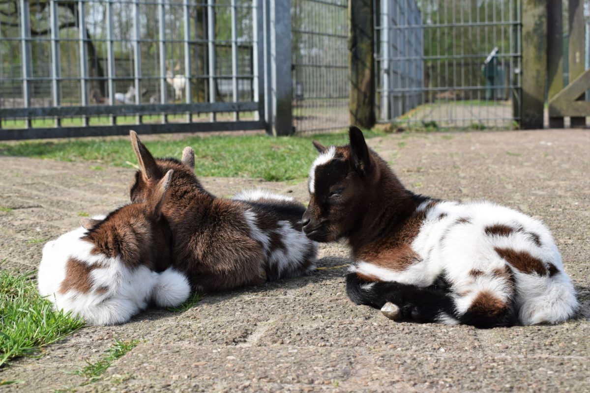 Geitjes kinderboerderij noord