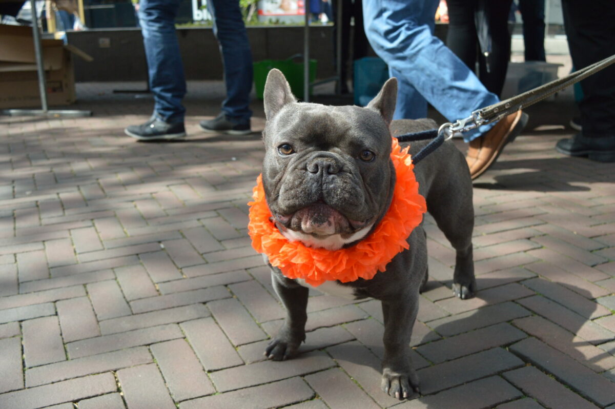 Koningsdag Enschede 2019_21