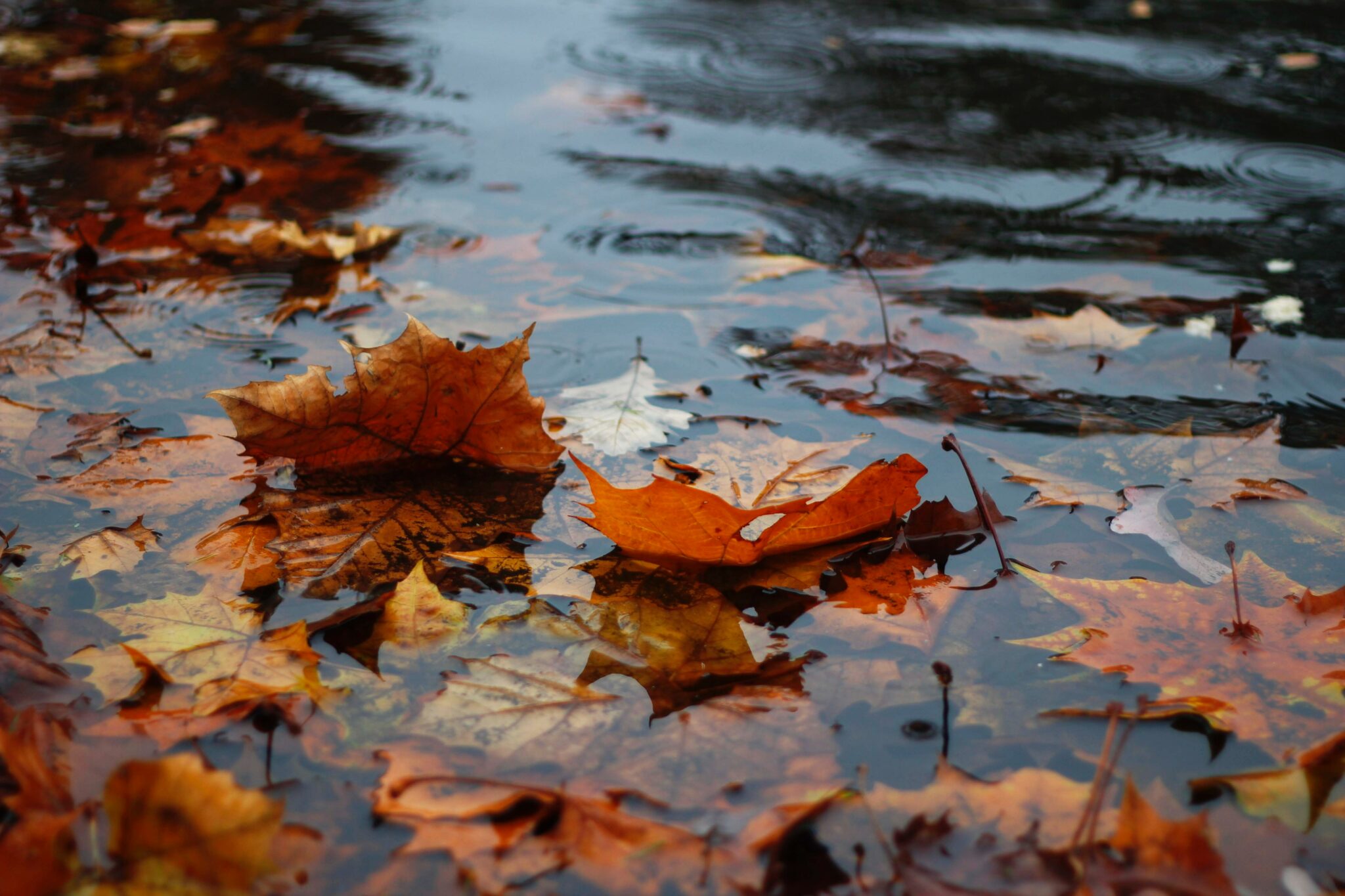 herfst regen bladeren