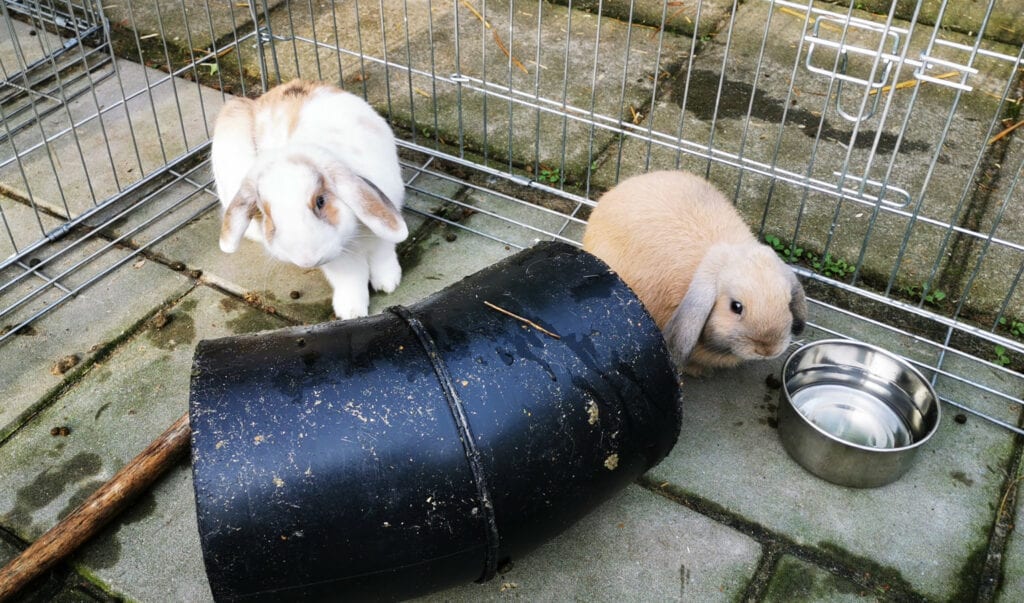 Willem en Benthe.