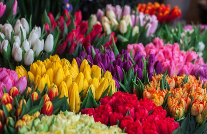 Tulpen Pexels