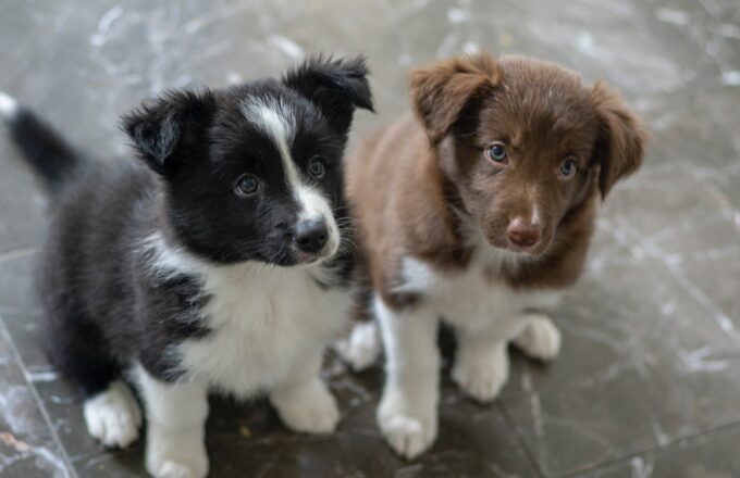 puppy