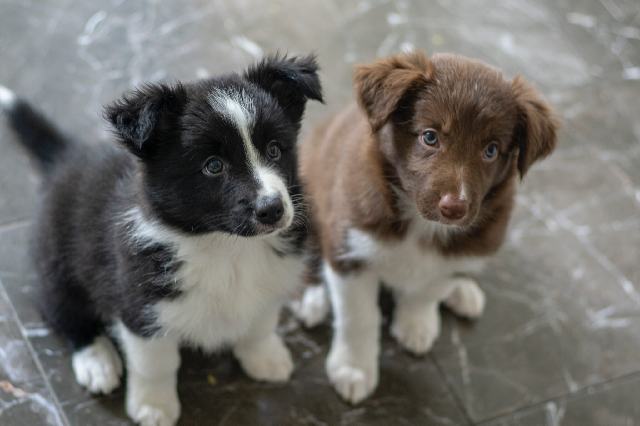 puppy
