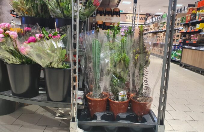 cactussen